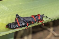 Koppie foam grasshopper (Dictyophorus spumans spumans) 3.jpg