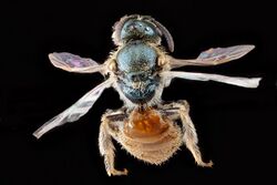 Lasioglossum-pictum,-unknown,-back 2012-07-19-17.25.44-ZS-PMax (7725912780).jpg