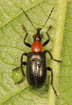 Leaf-rolling Weevil - Eugnamptus species, Felsenthal National Wildlife Refuge, Crossett, Arkansas.jpg