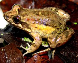 Leptodactylus natalensis.jpg