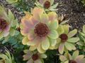 Leucadendron tinctum flower.JPG