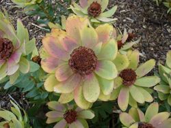 Leucadendron tinctum flower.JPG