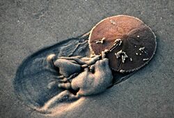 Live Sand Dollar trying to bury itself in beach sand.jpg