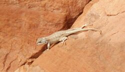 Lizard on sandstone (Dinosaur National Monument, Utah, USA) 1 (48872735101).jpg