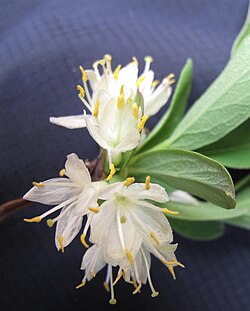 Lonicera oblongifolia 15-p.bot-lonicera.obl-024.jpg