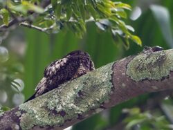 Lurocalis semitorquatus - Short-tailed Nighthawk; Botanic Garden, São Paulo, Brazil.jpg
