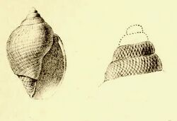 Lusitanops bullioides 001.jpg