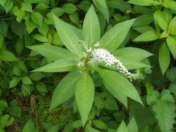 Lysimachia clethroides 02.JPG