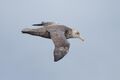 Macronectes giganteus in flight - SE Tasmania.jpg