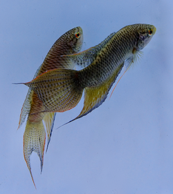Macropodus spechti males.png