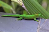 Madagascar giant day gecko (Phelsuma grandis) Nosy Komba.jpg