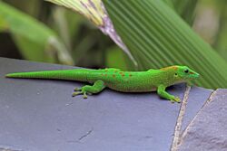 Madagascar giant day gecko (Phelsuma grandis) Nosy Komba.jpg