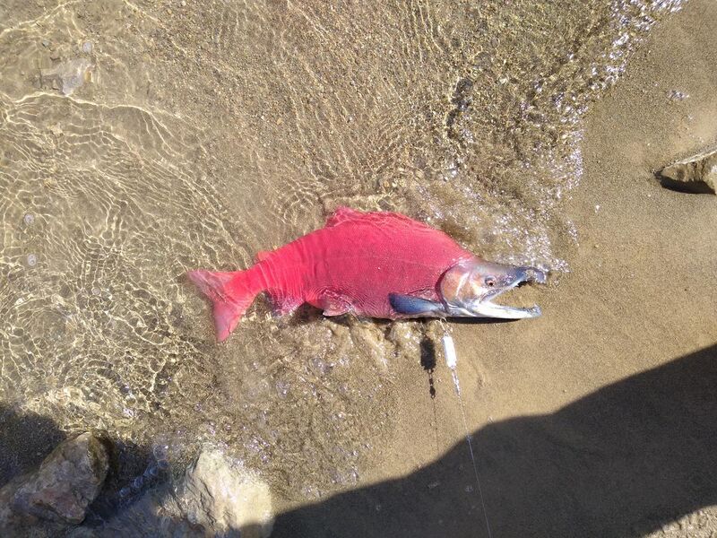 File:Male Kokanee Salmon Strawberry Reservoir 2020.jpg