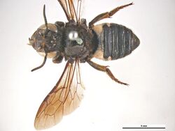 Megachile cincturata f.jpg