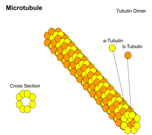File:Microtubule Structure.svg