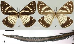 Mimaporia owadai (10.3897-zookeys.822.32341) Figures 2–4.jpg