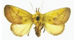 Monema flavescens flavescens female.JPG