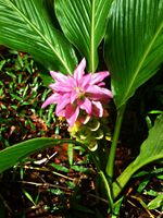 Native Turmeric Cooktown.jpg