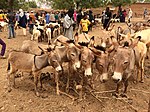 Niger, Boubon (11), weekly cattle market, donkeys.jpg