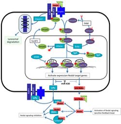 Nodal signaling.jpg