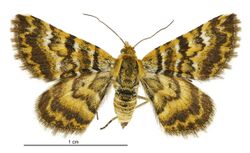 Notoreas casanova female.jpg