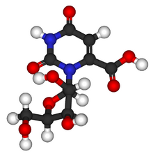 Ball-and-stick model of orotidine