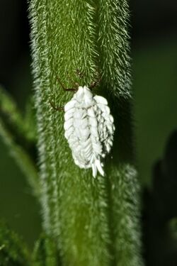 Orthezia urticae imago female Bytom.jpg