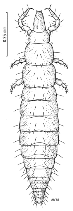 PROT Acerentomidae Amphientulus zelandicus.png