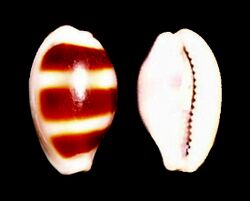 Palmadusta asellus.shell001.jpg