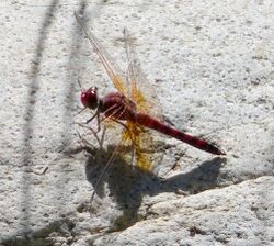 Paltothemis lineatipes. Red Rock Skimmer. - Flickr - gailhampshire (1).jpg