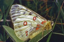 Papilionidae - Parnassius apollo.jpg