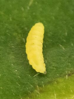 Parallelodiplosis subtruncata larva.jpg