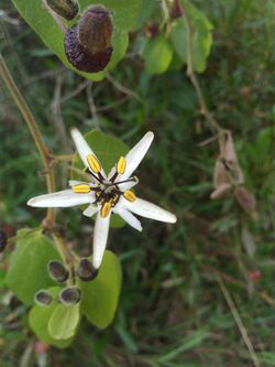 Passiflora bogotensis.jpg