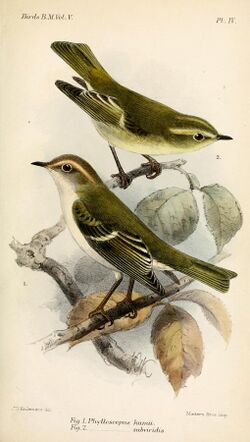 PhylloscopusKeulemans.jpg