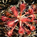 Pink Sundew (Drosera capillaris) - Jonathan Dickinson State Park.jpg