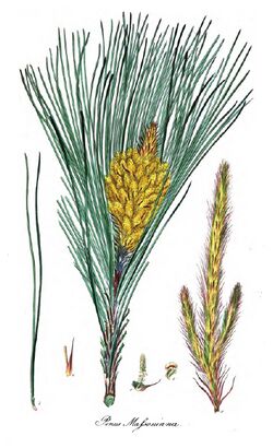 Pinus massoniana1.jpg