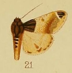Pl.41-fig.21-Epilepia melanobasis (Hampson, 1906 (Macalla).JPG