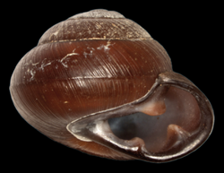 Pleurodonte nigrescens shell.png