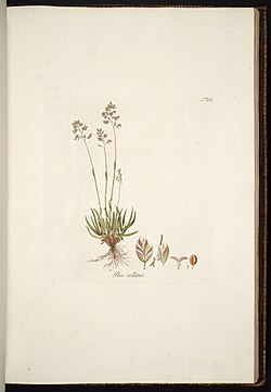 Poa badensis illustration (01).jpg