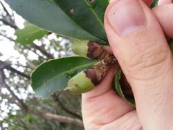 Polyspora axillaris fruit.jpg