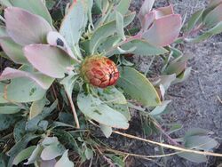 Protea recondita linkie iNat18555525c.jpg