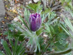 Pulsatilla zimmermannii 2017-04-17 7565.jpg