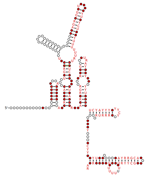 File:R-Scape Predicted Secondary Structure of SQ1002 sRNA.png