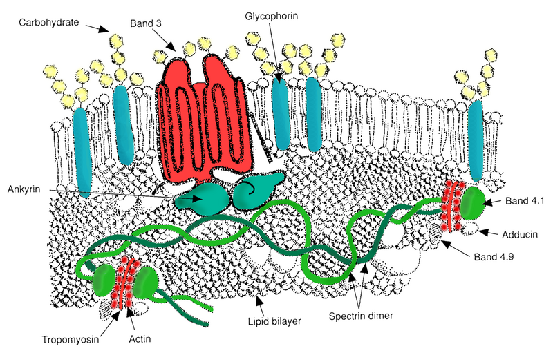 File:RBC membrane major proteins.png