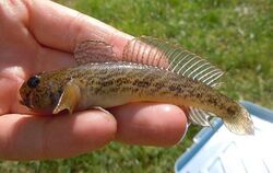 Racer goby from the Bug River 4.jpg