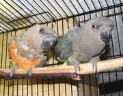 Two parrots with grey heads. One has an orange-red belly, the other is green.