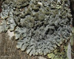 Rough Speckled Shield Lichen (4527033368).jpg