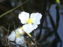 Sagittaria cristata.jpg