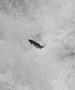 Salmon leaping at the Falls of Shin, Scotland.jpg
