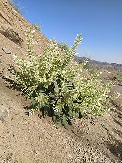 Salvia Tingitana in Deserts of Isafahan